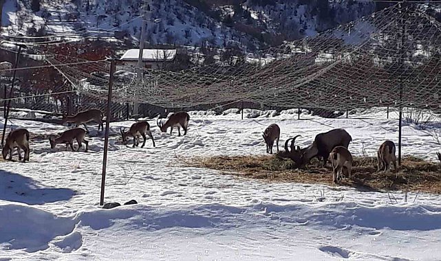 Antalya'nın ürkek misafirleri yaban keçileri mahalleye indi