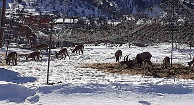 Antalya'nın ürkek misafirleri yaban keçileri mahalleye indi