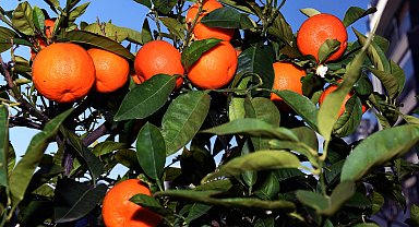Antalya'dan Kardeş kente turunç ve kamkat fidanı