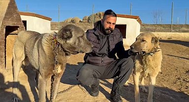 Arap ülkeleri dünyaya nam salan Kangallara talip oldu