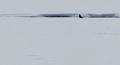 Ardahan'da arazide leşle beslenen kurt görüntülendi