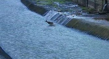 Artvin'de derede mahsur kalan karaca kurtarıldı