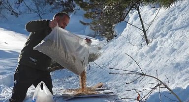 Artvin'de kış şartlarında yaban hayvanları unutulmadı