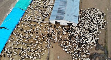 Askıya çıkarılan kuzu ve oğlak destekleme icmalleri 24 Ocak tarihine kadar askıda kalacak