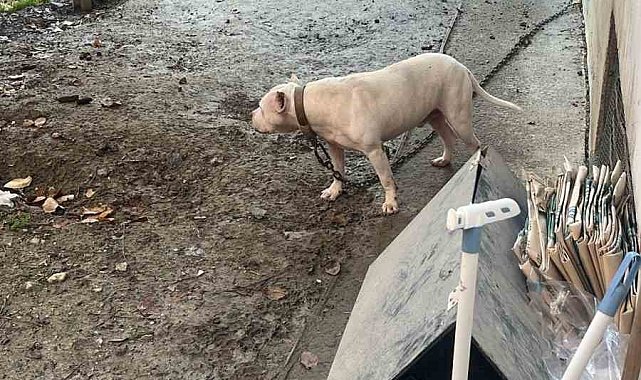 Avcılar'da ağızlıksız gezdirilen pitbull köpek kediyi parçaladı, sahibi gözaltına alındı