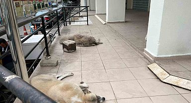 Aydın'da 48 bin hayvan kimliklendirildi