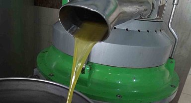 Aydın'da zeytinin yağa dönüşüm yolculuğu başladı