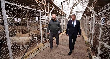 Ayvalık Belediyesi sokaktaki can dostların da yanında