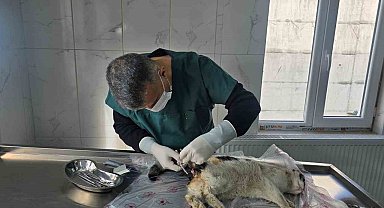 Bağırsağı dışarı çıkan kedi ameliyata alındı