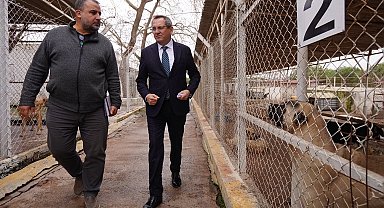 Balıkesir Ayvalık can dostların yanında