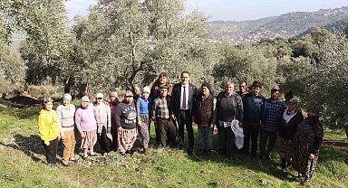 Başkan Arıcı zeytin hasadında üreticiler ve işçiler ile bir araya geldi