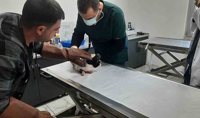 Batman'da kediye kilitli parke taşıyla vurduğu anları sosyal medyada paylaştı