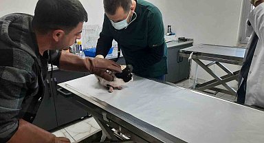 Batman'da kediye kilitli parke taşıyla vurduğu anları sosyal medyada paylaştı