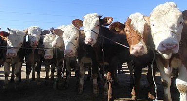 Bayburt'ta canlı hayvan nakli yapan nakil aracı sürücülerine ve bakıcılarına eğitim verilecek