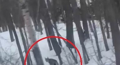 Bayburt'ta karlı ve ağaçlık arazide vaşak görüldü