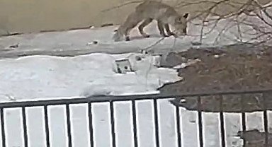 Bayburt'ta yiyecek arayan bir tilki yerleşim alanını mesken tuttu