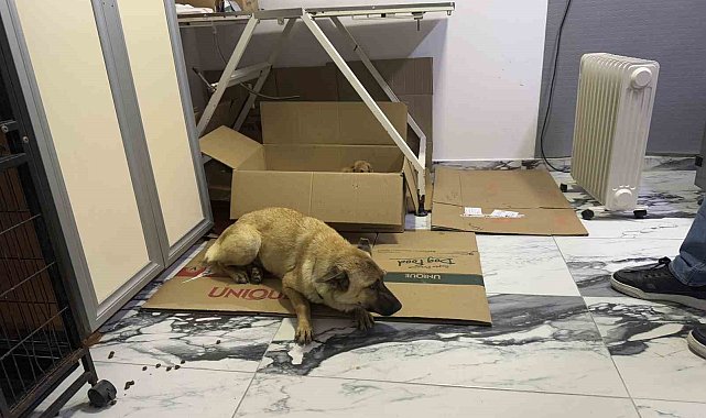 Beylikdüzü'nde yürek ısıtan görüntü