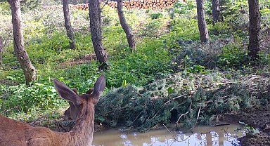 Bilecik'te kızılgeyik fotokapanla görüntülendi