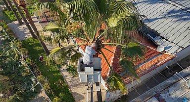 Bodrum'da palmiyelerde bakım zamanı