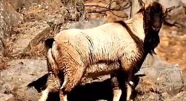Boynuzsuz erkek yaban keçisi şaşırttı