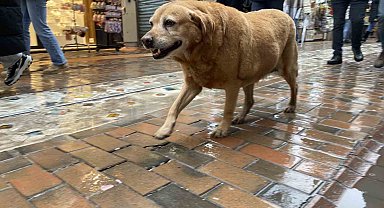 Bu köpekler her etkinlikte var