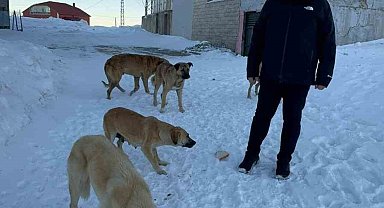 Bulancak Belediye Başkanı Sıbıç yayladaki köpekler için harekete geçti