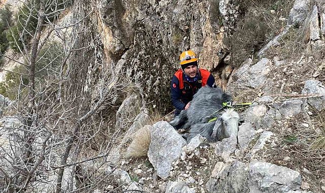 Burdur'da dağlık alanda mahsur kalan keçi kurtarıldı