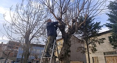 Bursa Gemlik'te yeşil alanlarda budama çalışmaları sürüyor