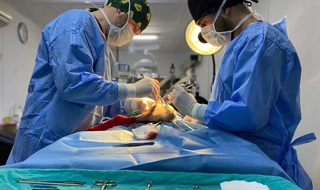 Bursa Osmangazi'de ayda ortalama 200 kedi kısırlaştırılıyor