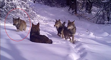 Bursa'da açık renkli kurt fotokapanlara yakalandı