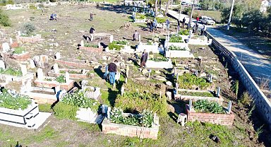 Büyük Manavgat yangınında küle dönen mezarlığın ağaçları yeniden yeşerecek