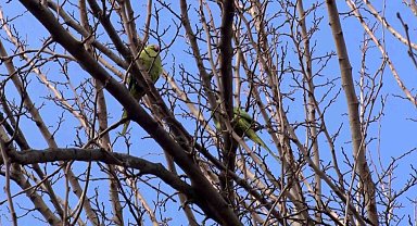 Büyükçekmece'de ağaçlarda görülen İskender Papağanı şaşırttı