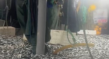 Çanakkale Boğazı'nda 17 ton sardalye yakalandı