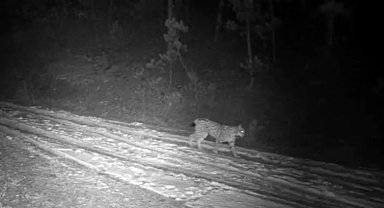 Çankırı'da yaban hayatı fotokapanda