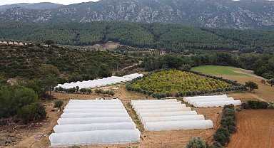 Çilekleri korumak için ses bombalı tedbir aldı