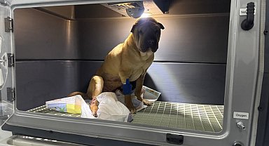 Cins köpeğin rahminden 1,5 kilogramlık iltihap çıkartıldı