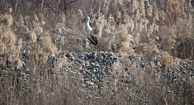 Dicle Nehri havzasında leyleklerin uzun yıllardır göç etmediği gözlemlendi