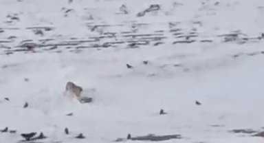 Diyadin'de aç kurt köpeği parçalayıp yedi