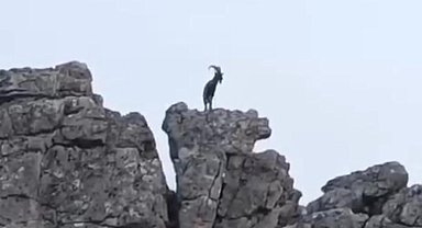 Diyarbakır'da dağ keçileri görüldü