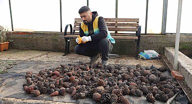 Doğada toplanan kozalaklardan fidan üretiliyor