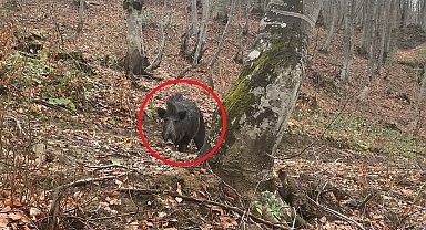 Domuz avında korku dolu anlar