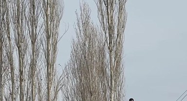 Düğünde uçurulan dron ağaçlara takılınca yardıma itfaiye ekipleri yetişti