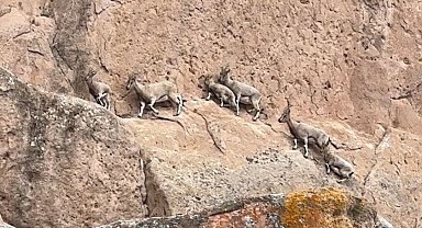 Dünyadaki Mars'ta dağ keçileri görüntülendi