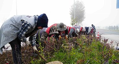 Düzce'de 851 ağaç, 382 bin mevsimlik çiçek dikildi