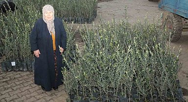 Eceabat'ta orman yangınlarından etkilenen üreticilere 5 bin zeytin fidanı dağıtıldı