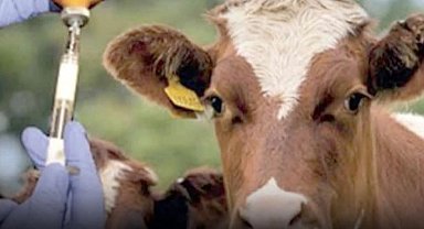 Edirne'de 1,5 milyon hayvan aşılandı