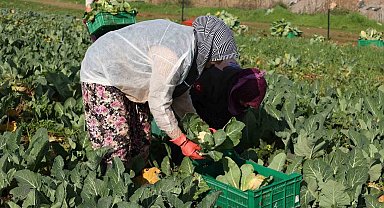 Efeler Belediyesi'nin karnabaharları hasat edildi