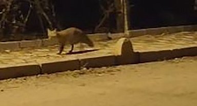 Elazığ'da aç kalan tilki yiyecek bulmak için şehre indi
