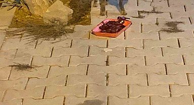 Elazığ'da aç kalan tilkiyi ciğerle beslediler