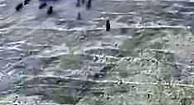 Elazığ'da domuz sürüsü görüntülendi